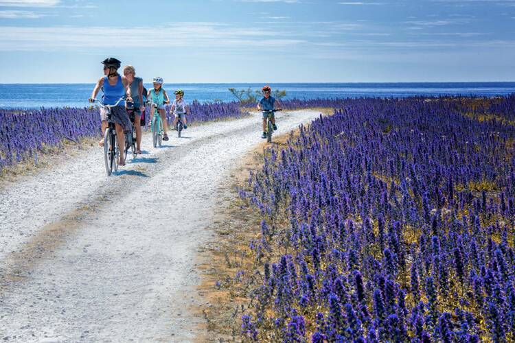 Ferienhaus-Gotland-Radfahren